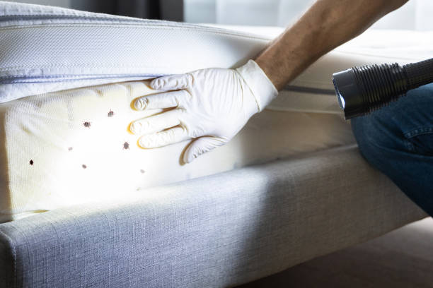 Best Flea Control Services  in Cayuga, IN