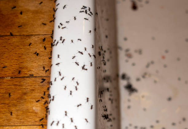 Best Best Pest Control Companies  in Cayuga, IN